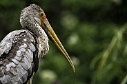 Yellow Billed Stork Close Up
