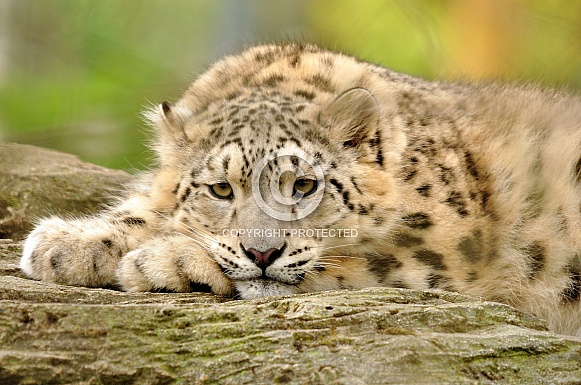 The Thinker - Snow Leopard