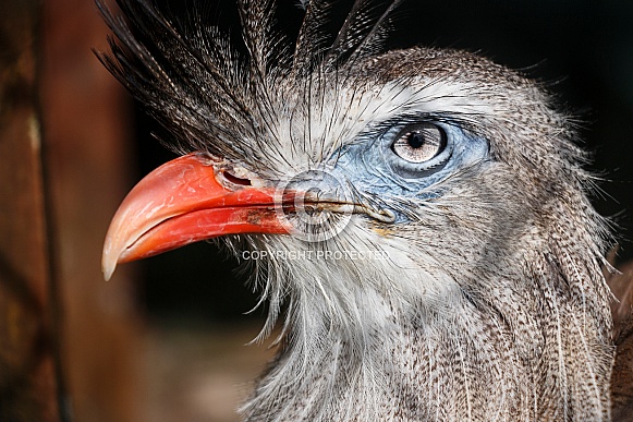 Red Legged Seriema Bird Close Up Face Shot