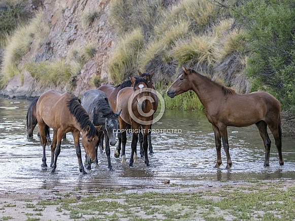 Wild horses drinking water at sunset