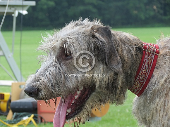 Irish Wolfhound pup