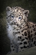Snow leopard Cub