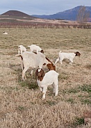 Capra aegagrus hircus, goats