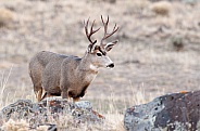 Wild Mule Deer Bucks