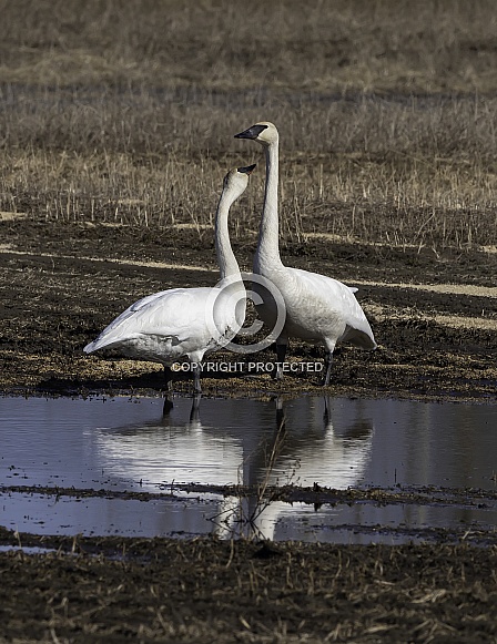 Trumpeter Swan Pair in Alaska