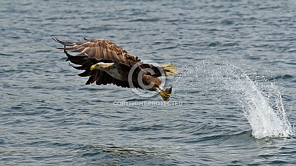 White Tailed Sea Eagle with Catch