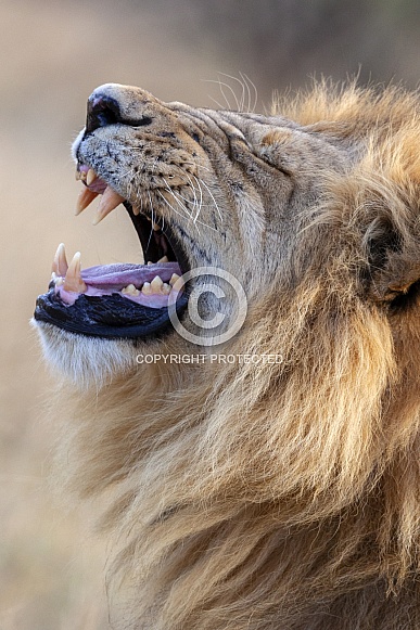 Lion Roaring - Botswana