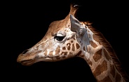 Kordofan Giraffe Side Profile Head Shot Close Up Black Background
