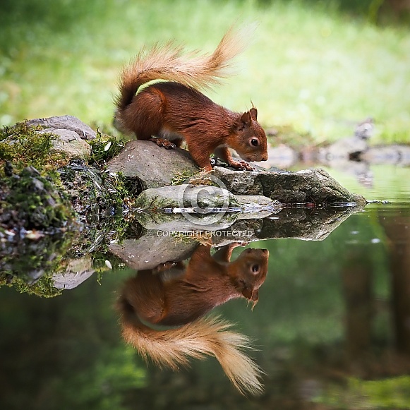 Red Squirrel reflection