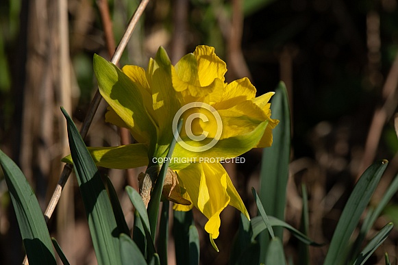 Heirloom Daffodils