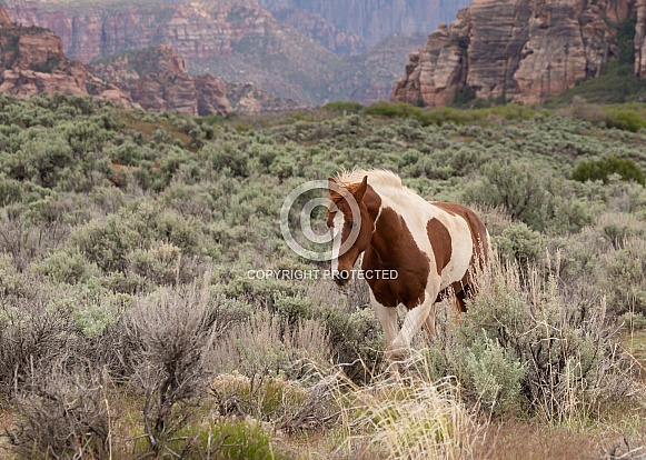 Equus caballus, domestic horse