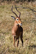 Impala Antelope - Okavango Delta - Botswana