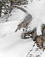 Snow Leopard-Cliff Jumper