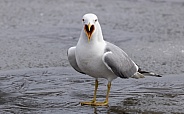 Common gull, mew gull, or sea mew Squawking