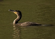 Juvenile Cormorant Swimming