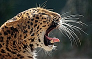 Nothern Chinese Leopard