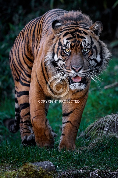 Sumatran Tiger-Danger Cometh