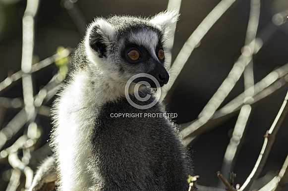 Ring Tailed Lemur Close Up