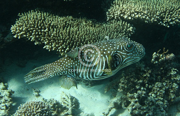 Stars and Stripes Pufferfish