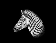 Burchells Zebra Portrait