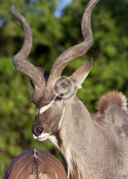Kudu Antelope - Botswana