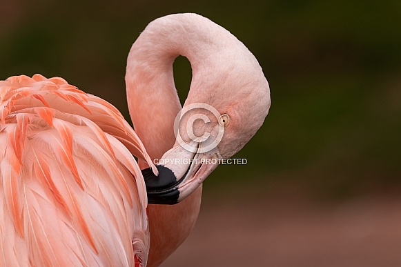 Close Up Chilean Flamingo