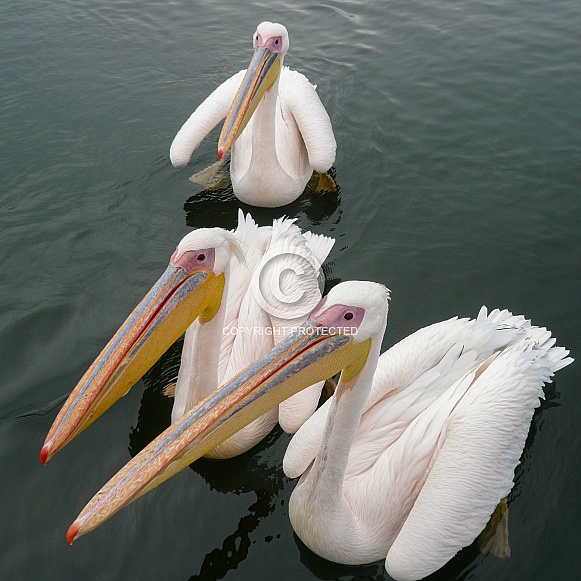 Great White Pelicans - Welvis Bay - Namibia