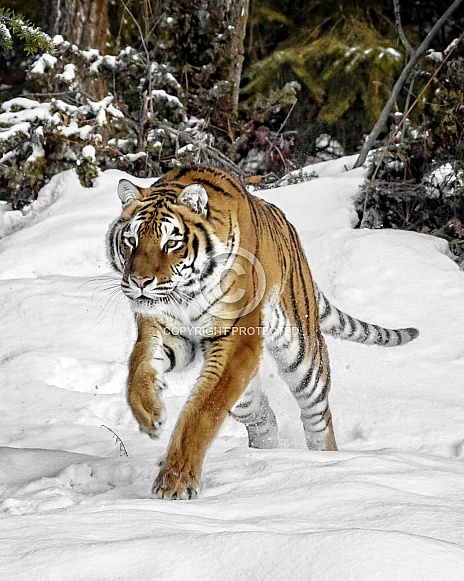 Siberian Tiger-Tiger Charge