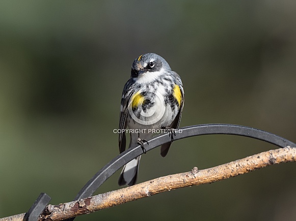 A Male Yellow-rumped Warbler