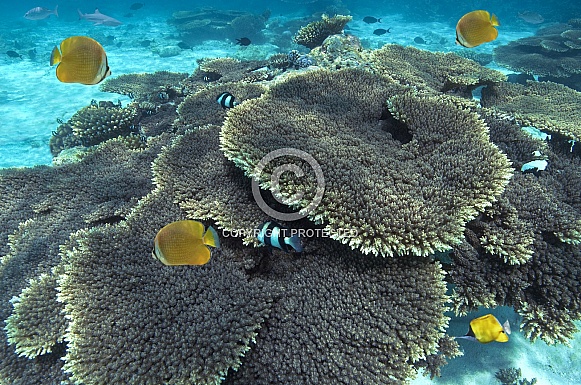 Coral reef - Maldives