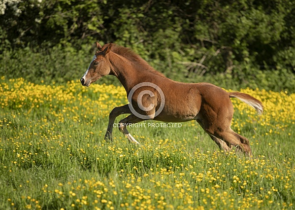 Chestnut Foal Playing