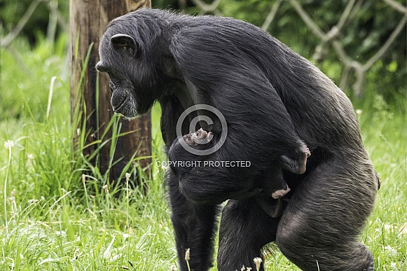 Chimpanzee Mother Walking With Baby