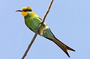 Swallow-tailed Bee-Eater - Namibia