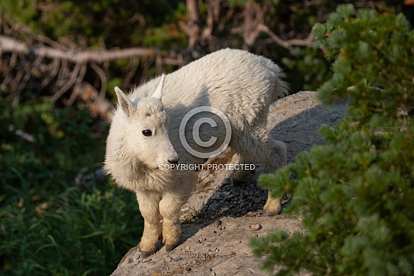 Mountain Goat, Oreamnos Americanus