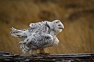 Snowy Owl--Ruffling
