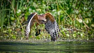 Red shouldered hawk (Buteo lineatus) flying with food prey it caught baby young common gallinule or moorhen (Gallinula galeata)