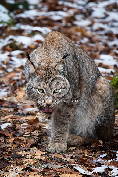 Lynx licking his paw