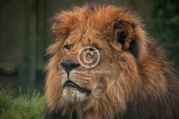 African Lion Close Up Side Profile