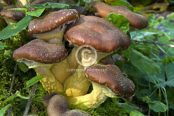 Toadstools in a Yorkshire woodland - England