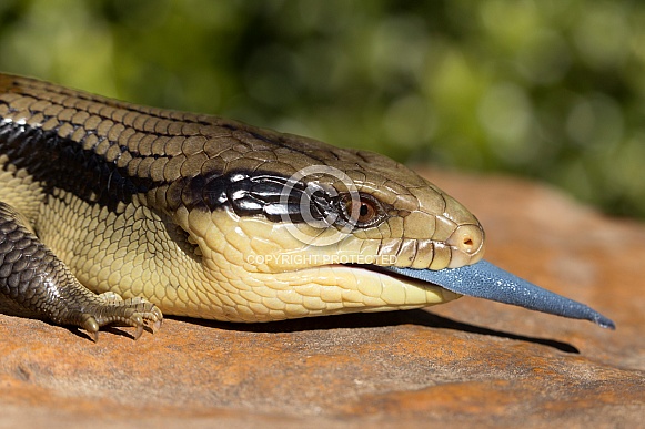 Eastern blue-tongued lizard.