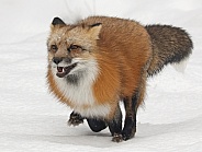 Red Fox-Happy Running Fox