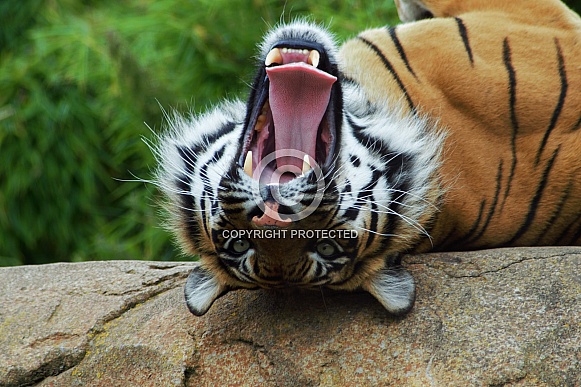 Playful Sumatran Tiger