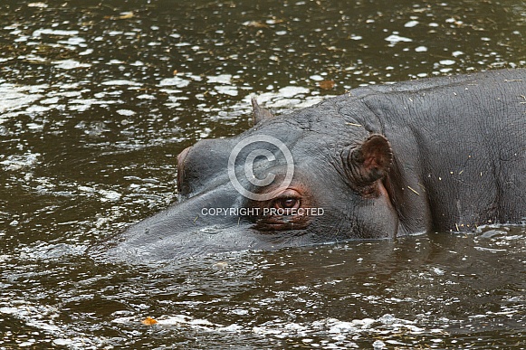 African Hippo, Close up
