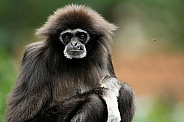 White-Handed Gibbon