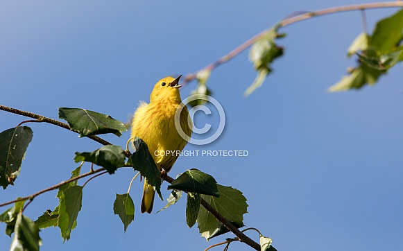 Male Yellow Warbler Singing in Alaska