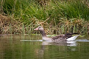 Gray goose