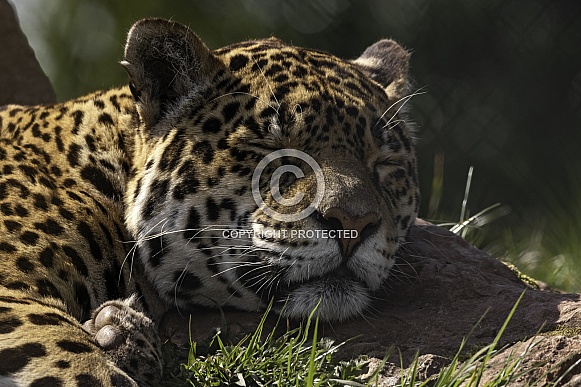 Jaguar Head On Rock Asleep