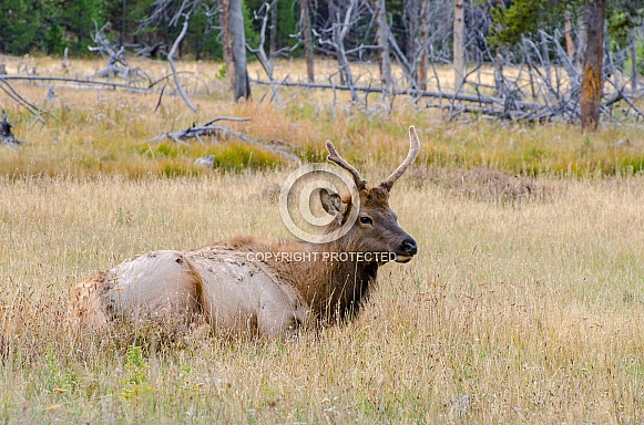 Young Bull Elk in Meadow
