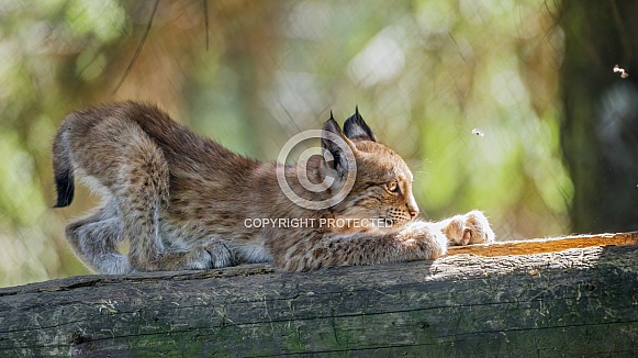 Lynx scratching log