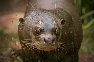 Giant Otter Face Shot Close Up